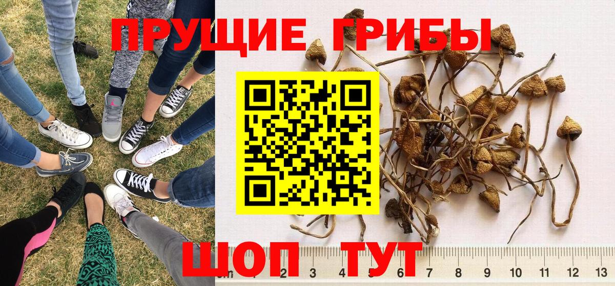 Качканар  Галлюциногенные грибы Cubensis  Галлюциногенные грибы мицелий  Вход с VPN 